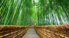Destination Yarn fingering weight yarn Arashiyama Bamboo Grove